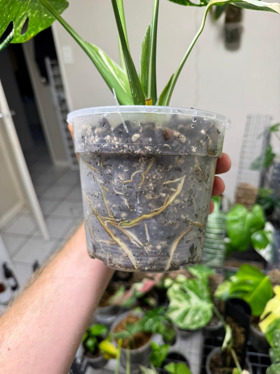 Root growth